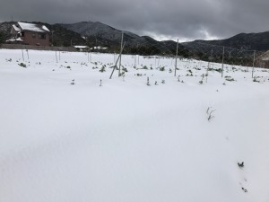 IMG_2939