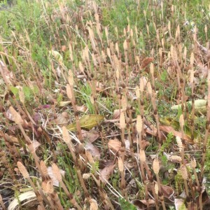 IMG_2998-300x300
