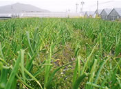中西農園